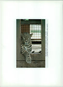 Marwell Zoo, leopard - Vintage Photograph