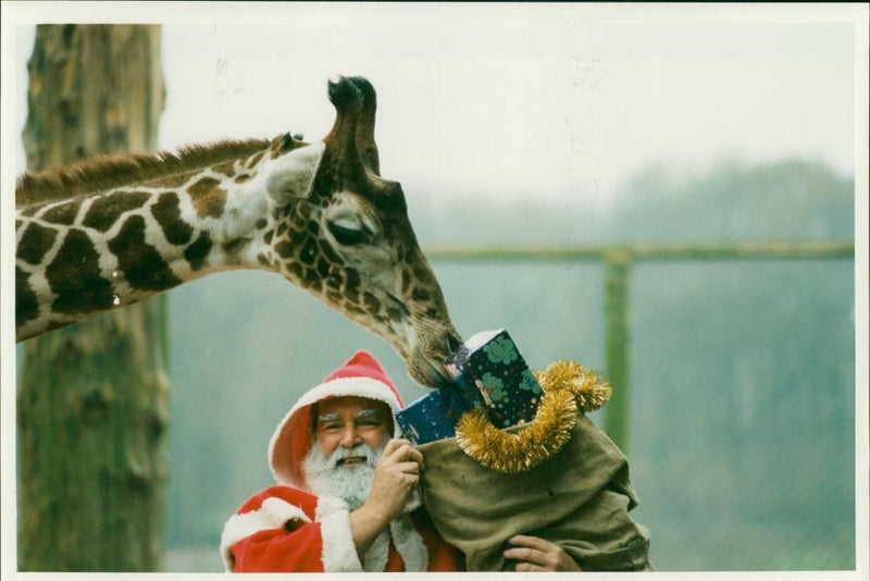 Marwell Zoo, santa meets giraffe. - Vintage Photograph