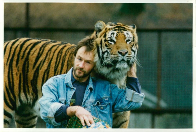 howletts wild animal park(Tiger) with nick marx - Vintage Photograph