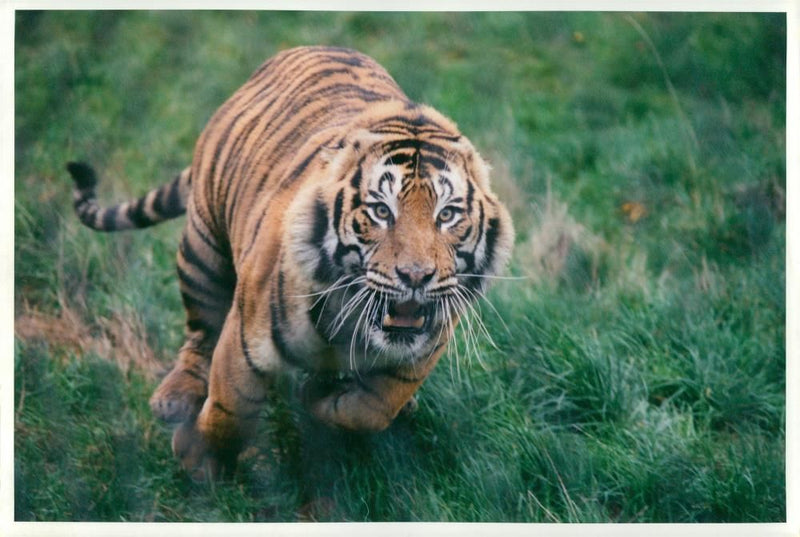 Howletts wild animal park (Tiger). - Vintage Photograph