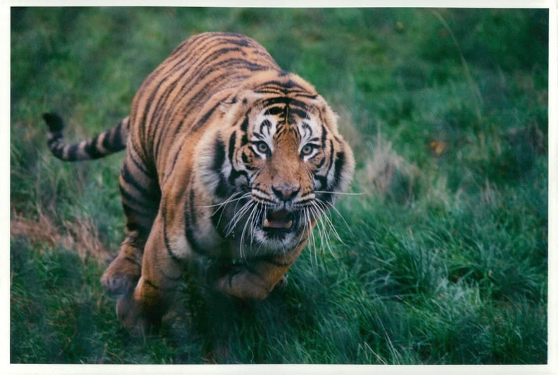 Howletts wild animal park (Tiger). - Vintage Photograph