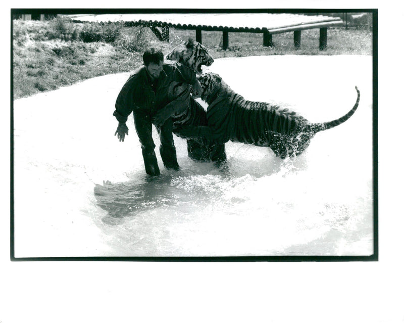 Howletts wild animal park. - Vintage Photograph