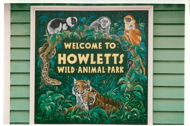 Howletts wild animals park. - Vintage Photograph