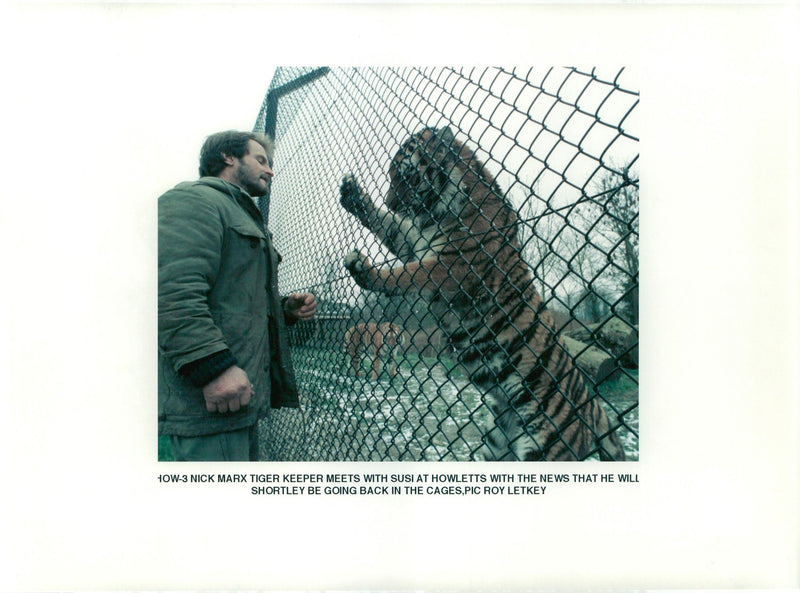 Nick marx the tiger keeper . - Vintage Photograph