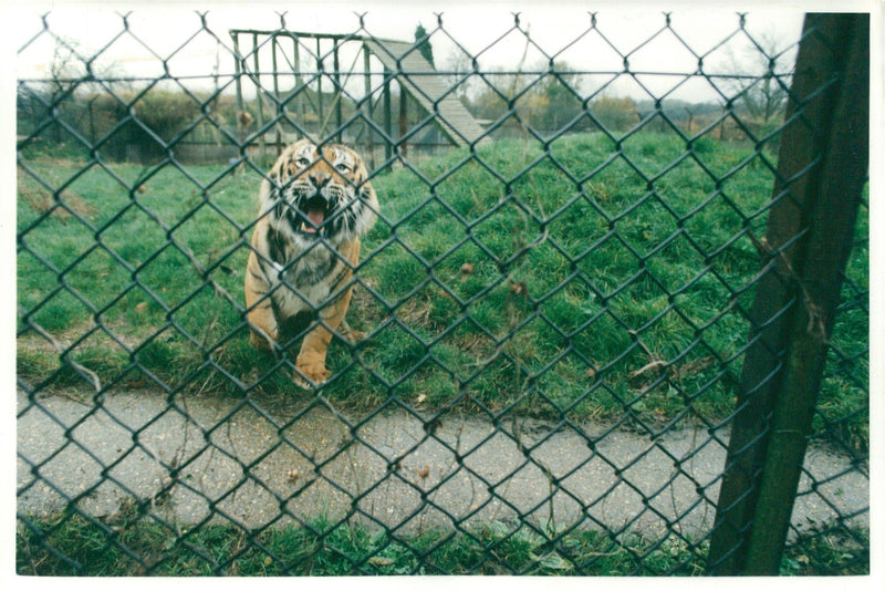 Howletts wild animal park. - Vintage Photograph