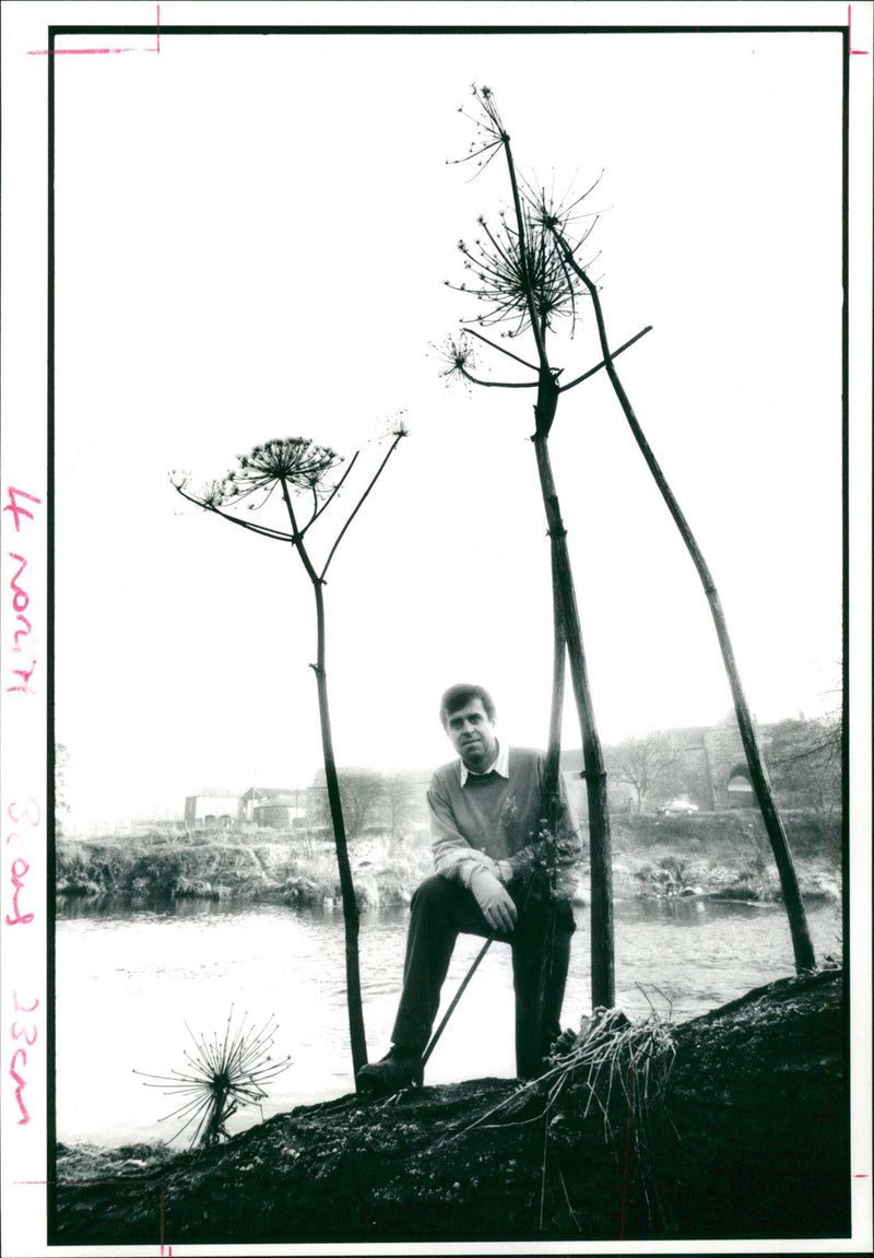 Plants: Hogweed: Dr. Phil Gates. - Vintage Photograph
