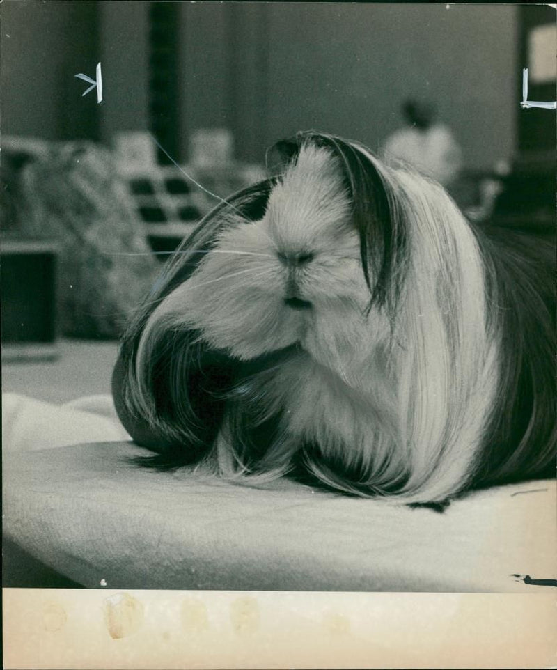 Animal: Peruvian Cavy. - Vintage Photograph