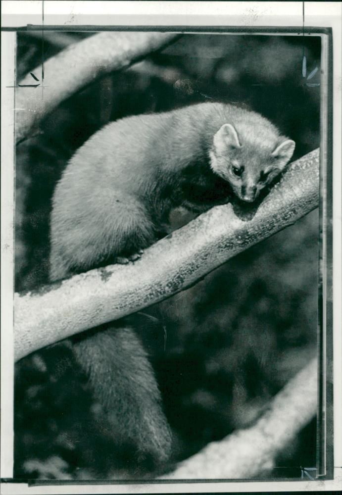 Animal: Pine Marten. - Vintage Photograph