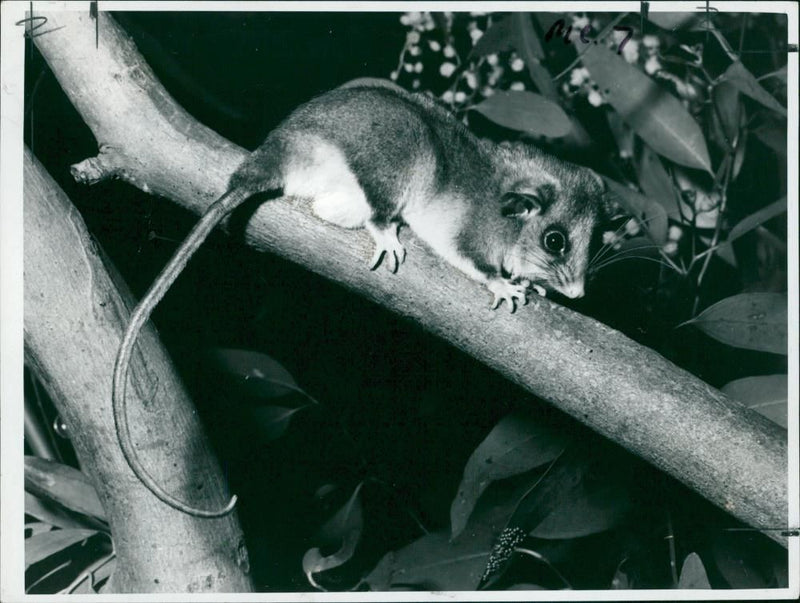 Animal: Pygmy Possum. - Vintage Photograph