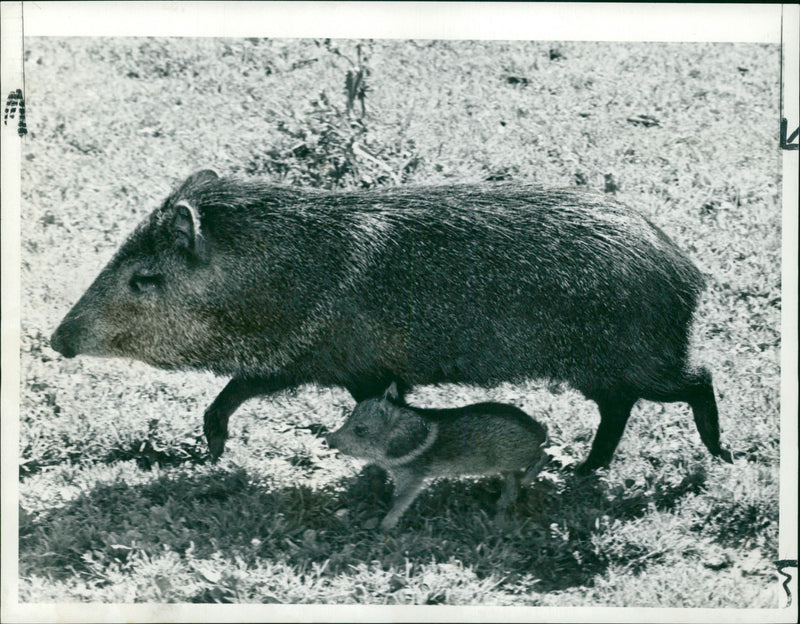 Animal: A young collared Peccary alongside its mother. - Vintage Photograph