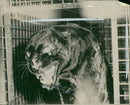 Animal: Panther. - Vintage Photograph