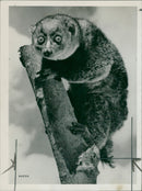 Potto Primate a affrican three monkey. - Vintage Photograph