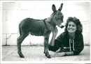 donkey and mules: Minature Donkey. - Vintage Photograph