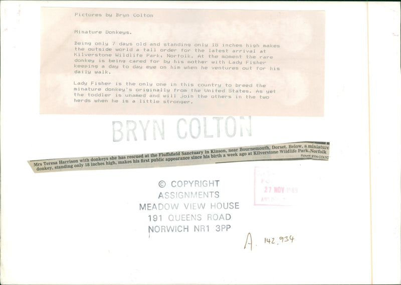 donkey and mules: Minature Donkeys. - Vintage Photograph