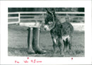 donkey and mules: Minature Donkeys. - Vintage Photograph