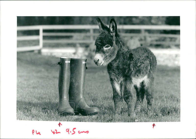 donkey and mules: Minature Donkeys. - Vintage Photograph