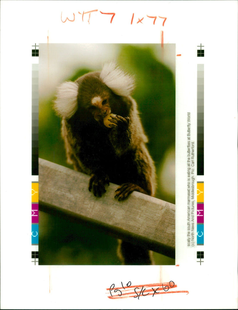 Animal: Marmoset - Vintage Photograph