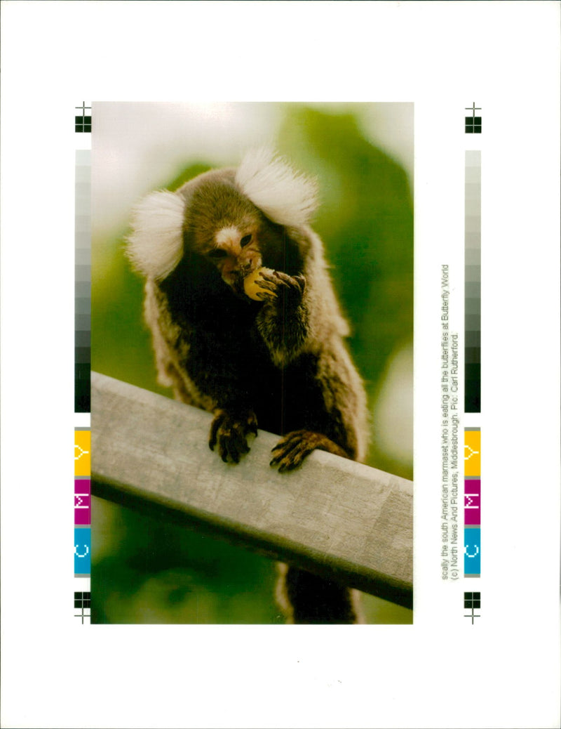 Animal: Marmoset - Vintage Photograph