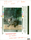 Animal: Marmoset - Vintage Photograph