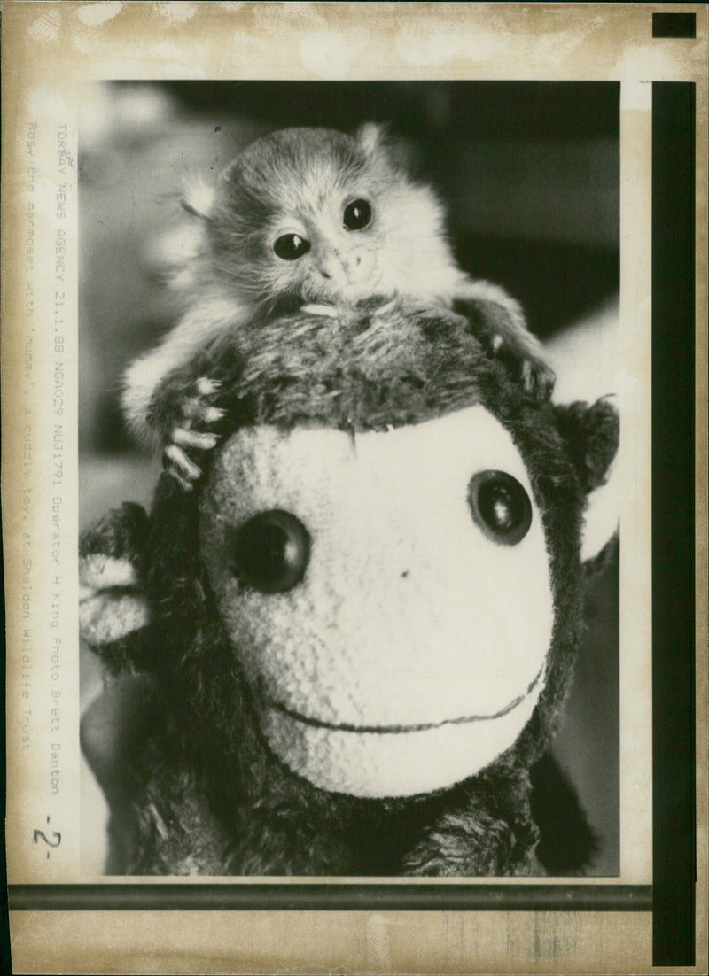 Animal: Marmoset - Vintage Photograph