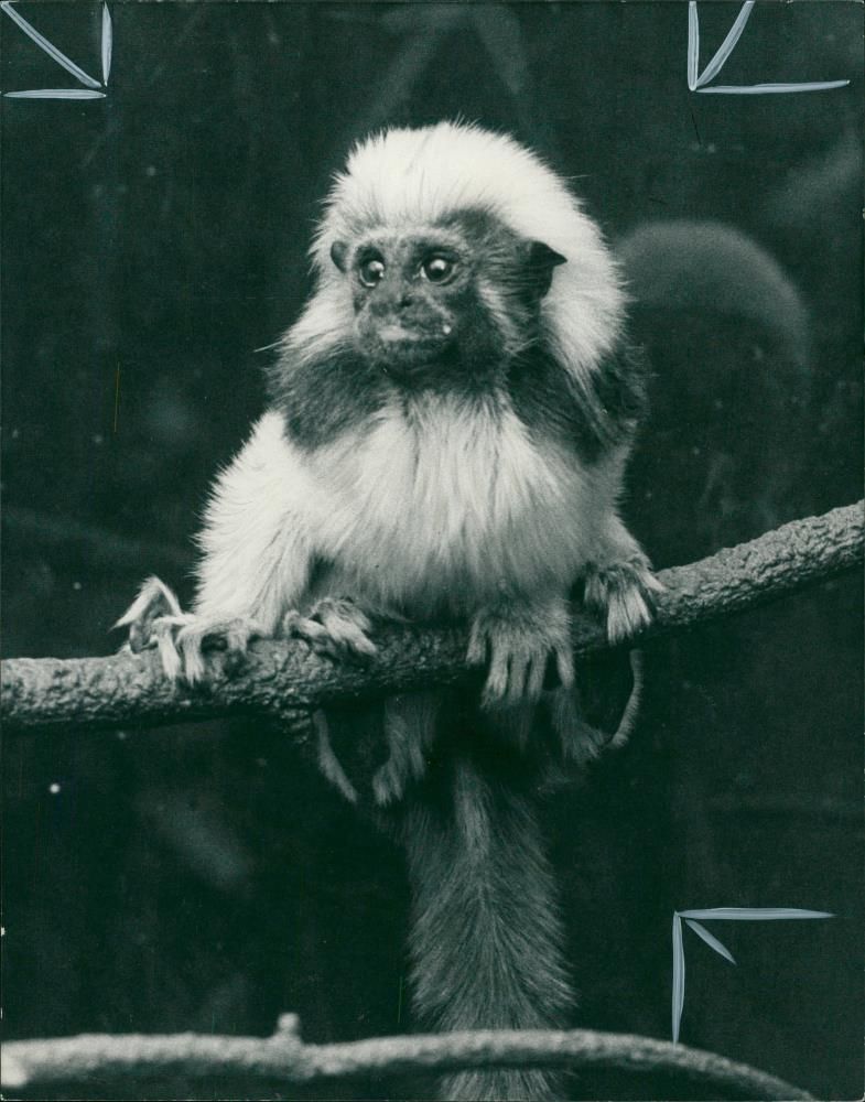 Animal: Marmoset - Vintage Photograph