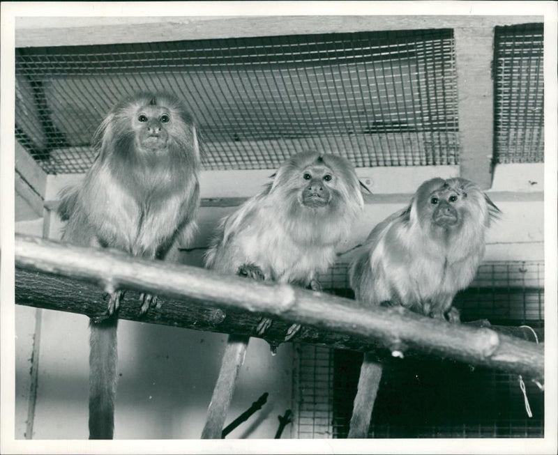 Animal: Marmoset - Vintage Photograph