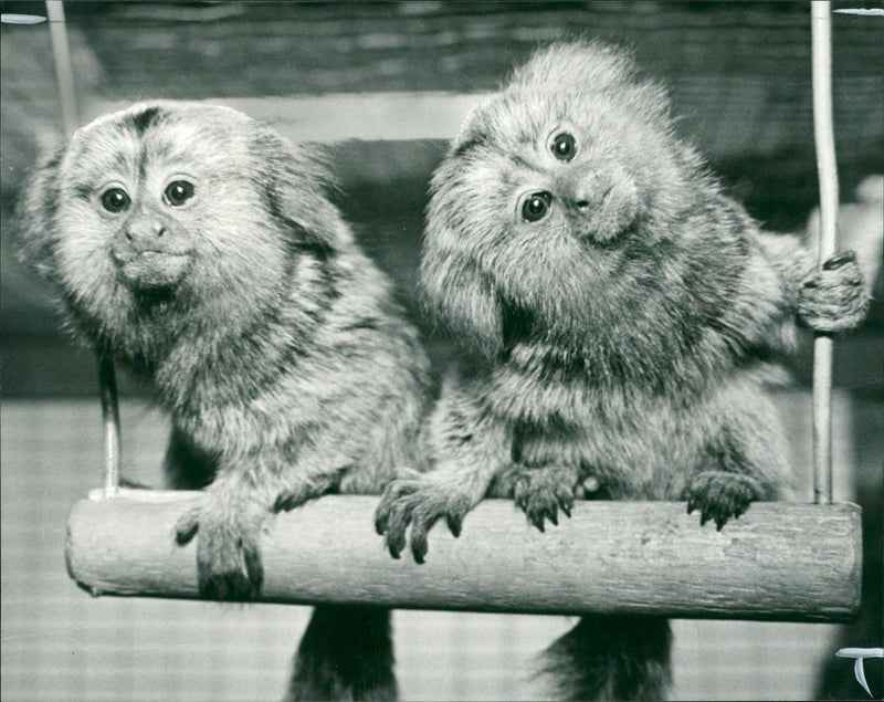 Animal: Marmoset - Vintage Photograph