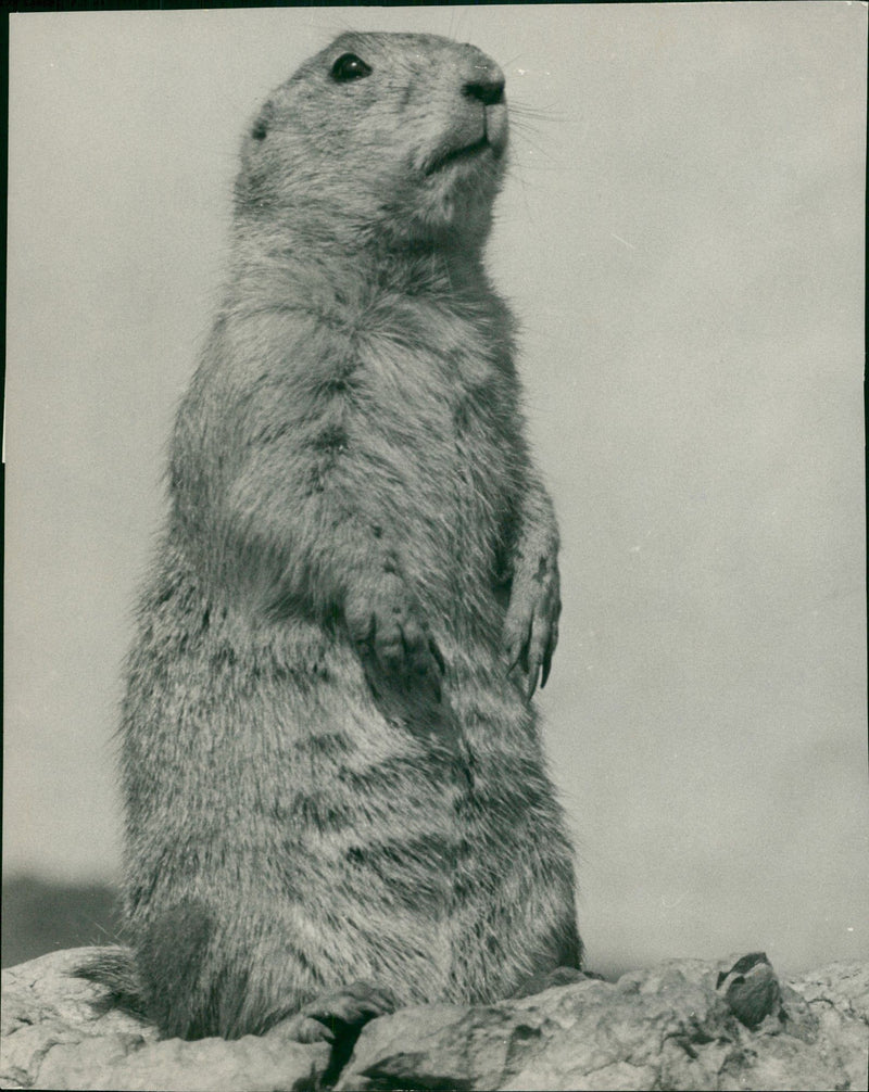 Animal features at the Regent Park Zoo. - Vintage Photograph