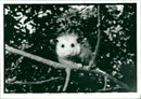 Animal: Opossum. - Vintage Photograph