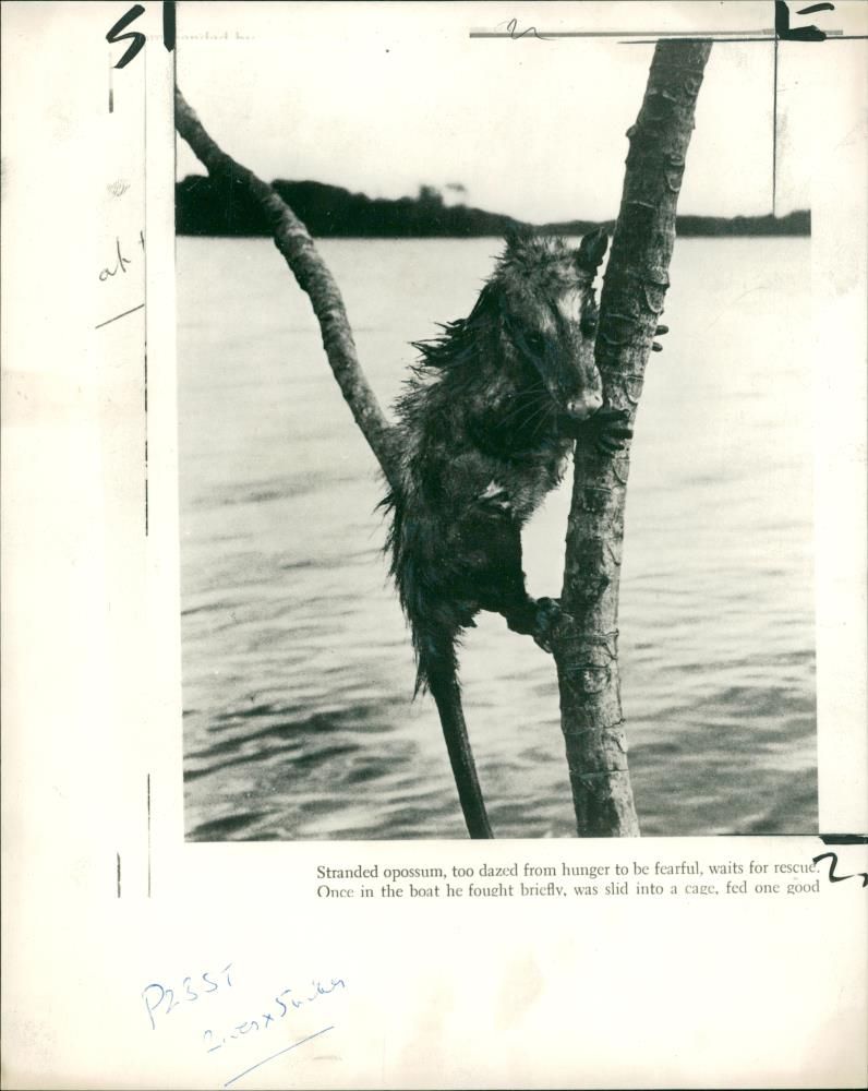 Animal: Opossum. - Vintage Photograph