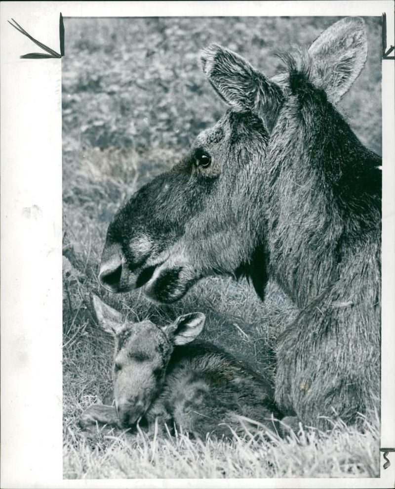 A moose watches her offspring snuggling down in the grass of their enclosure a few days after his birth at whipsnade Zoo. - Vintage Photograph