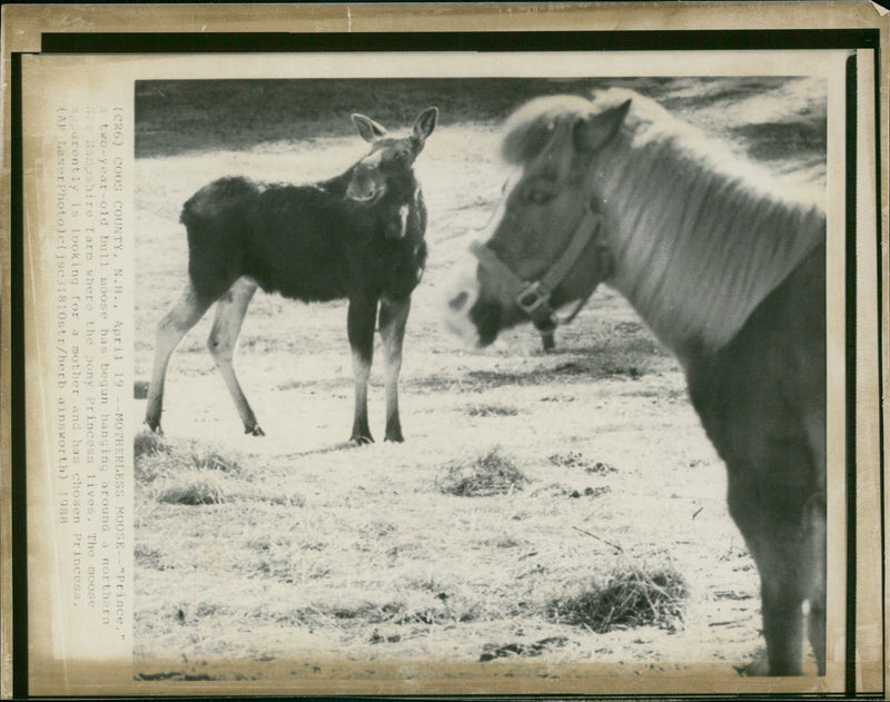 OVO MOOSE ANIMAL - Vintage Photograph