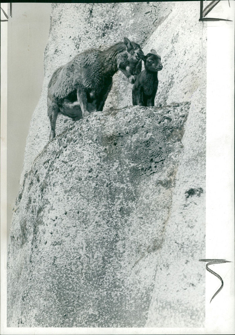 Animal: A Two day mouflon with its mother. - Vintage Photograph