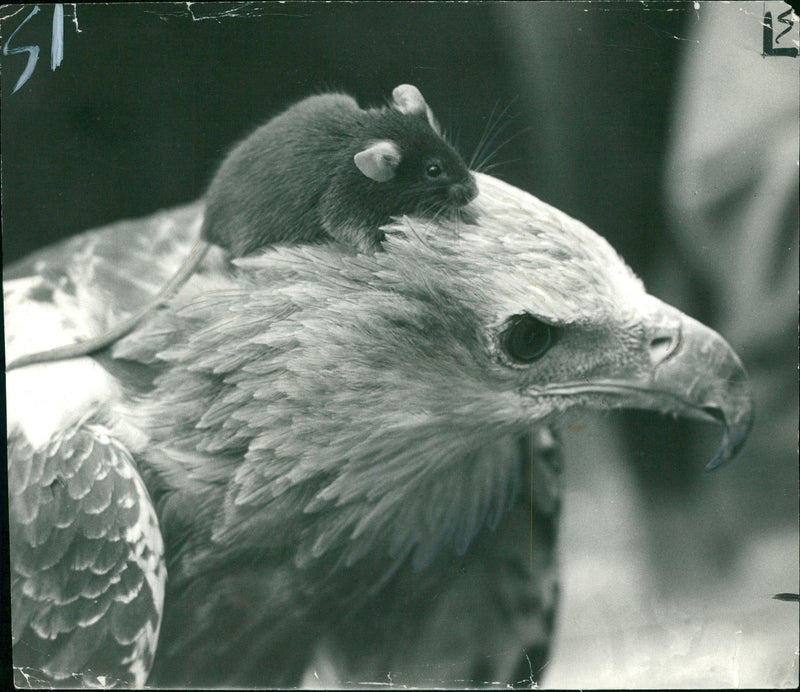 Animal:Mouse. - Vintage Photograph