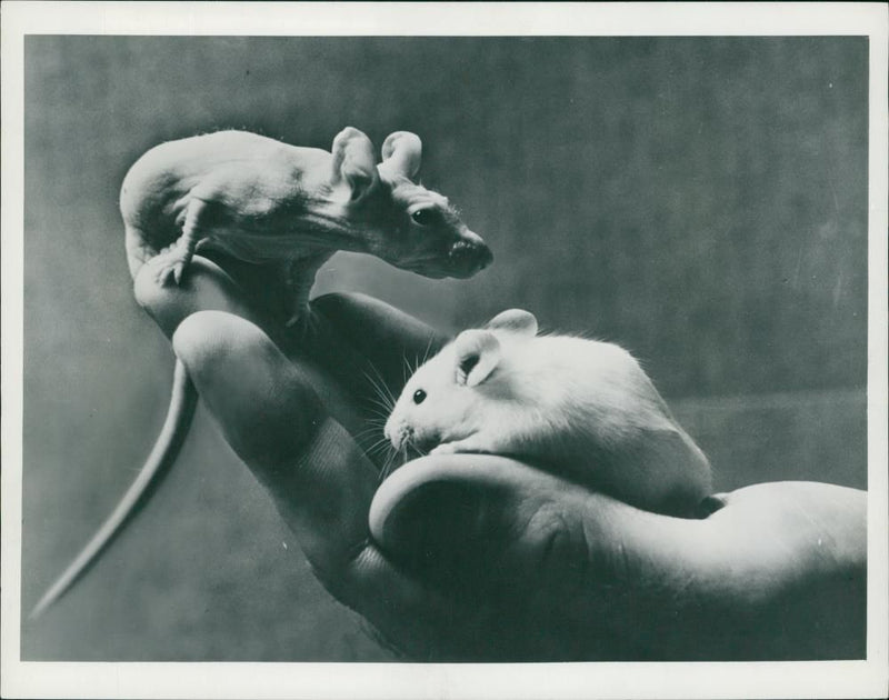 Animal:Mouse. - Vintage Photograph