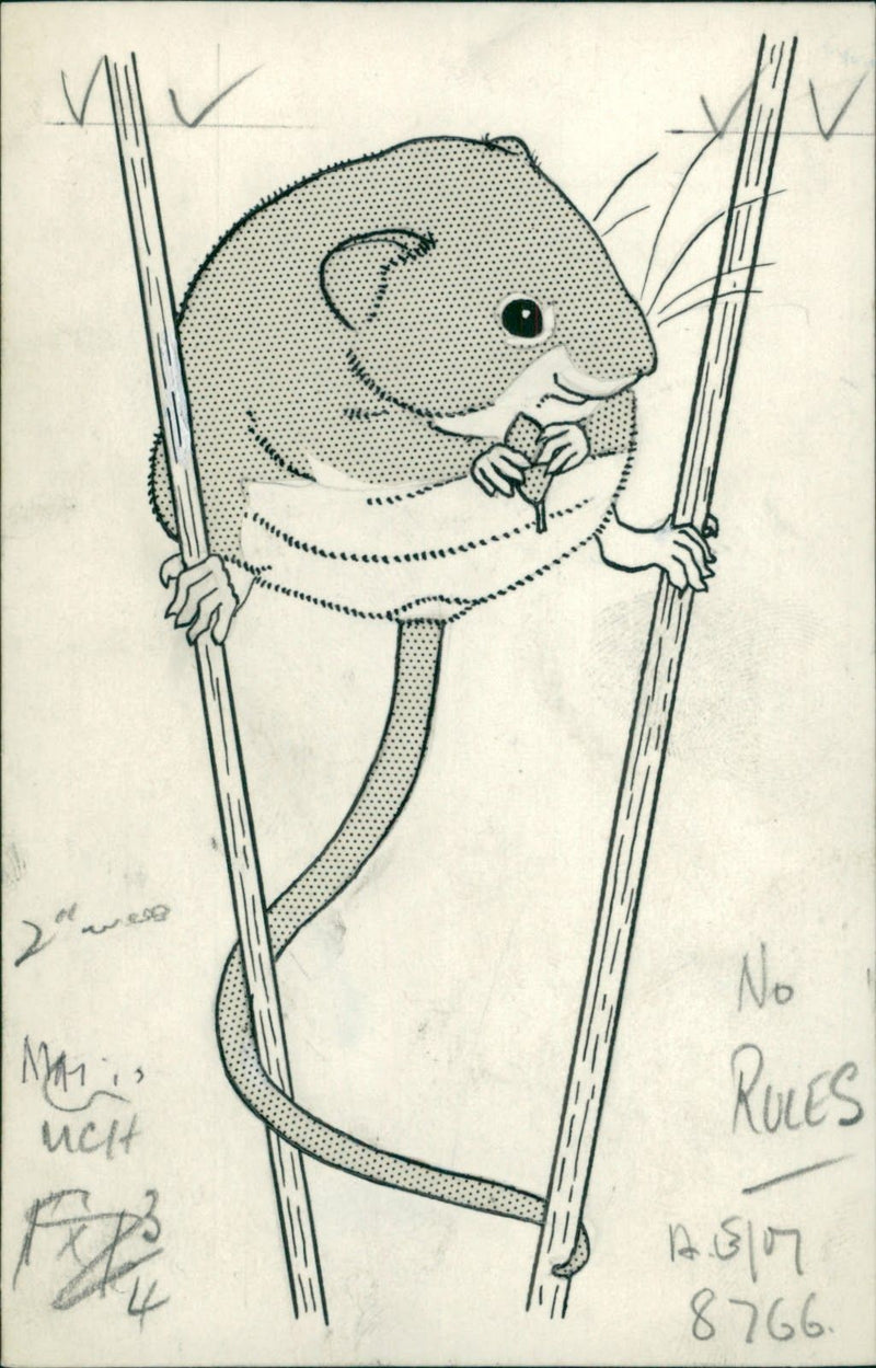 Animal:Mouse. - Vintage Photograph