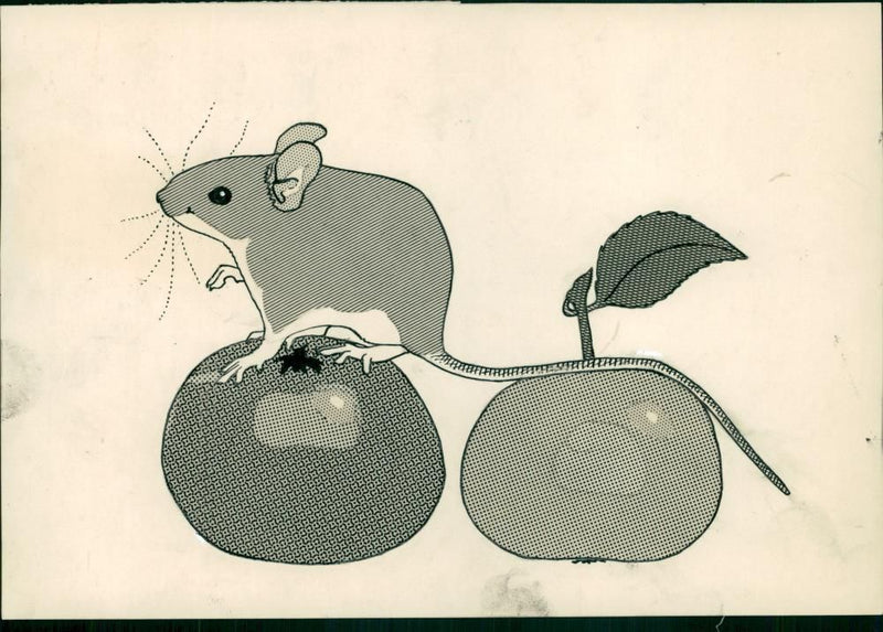 Animal:Mouse. - Vintage Photograph