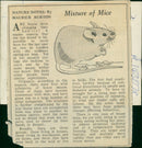 Animal:Mouse mixture of mice. - Vintage Photograph