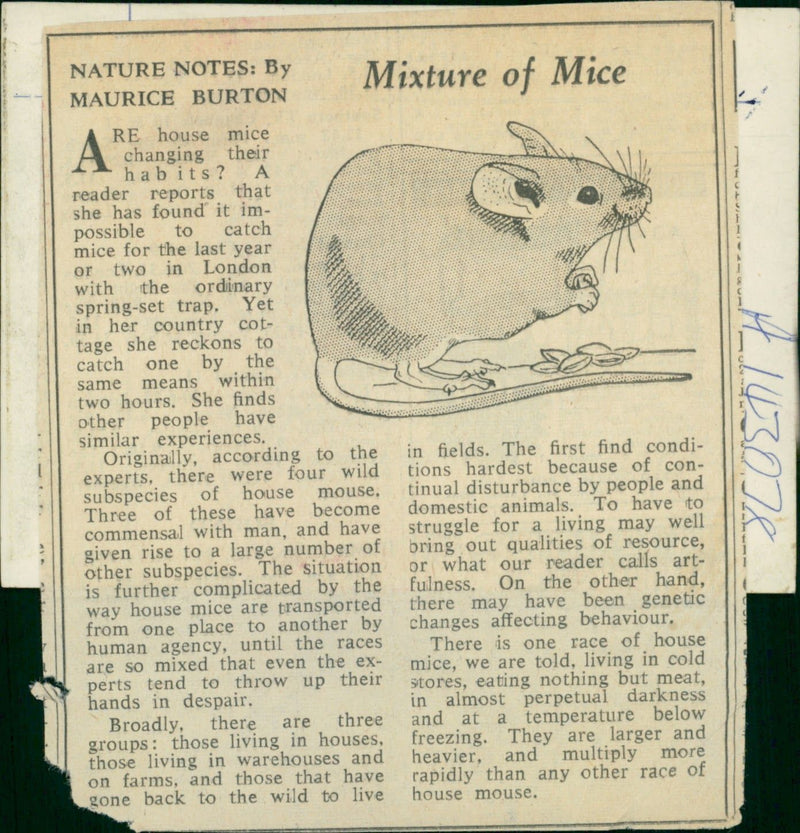 Animal:Mouse mixture of mice. - Vintage Photograph