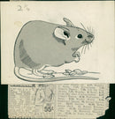 Animal:Mouse mixture of mice. - Vintage Photograph