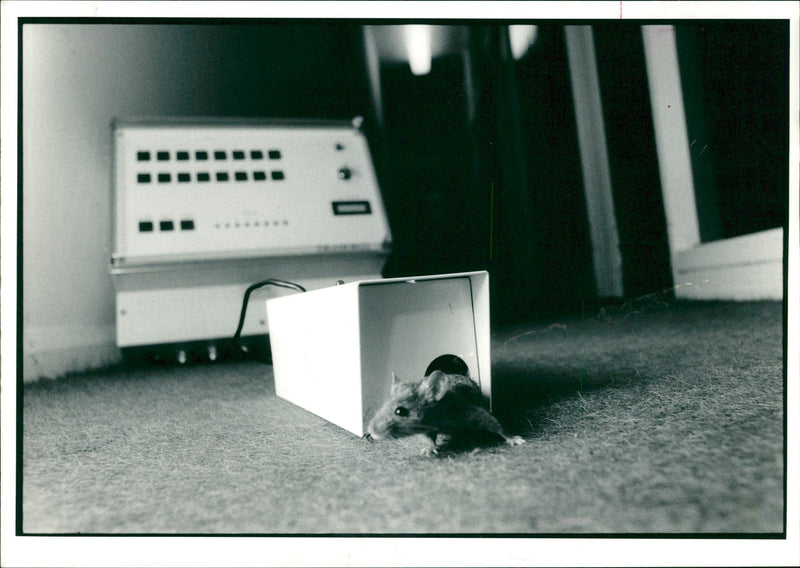 Animal:Mouse. - Vintage Photograph