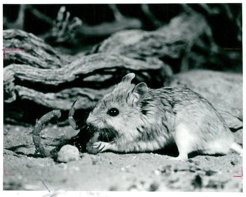 Animal:Mouse. - Vintage Photograph