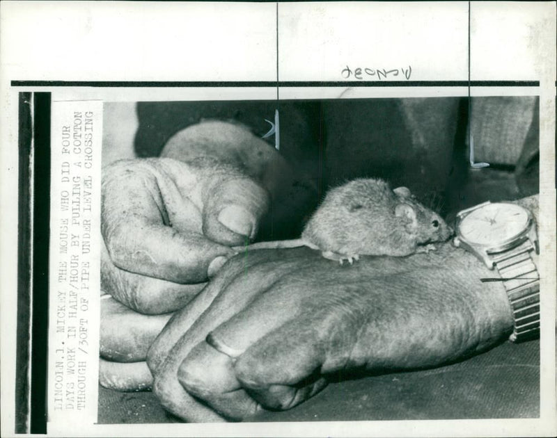 Animal:Mouse. - Vintage Photograph