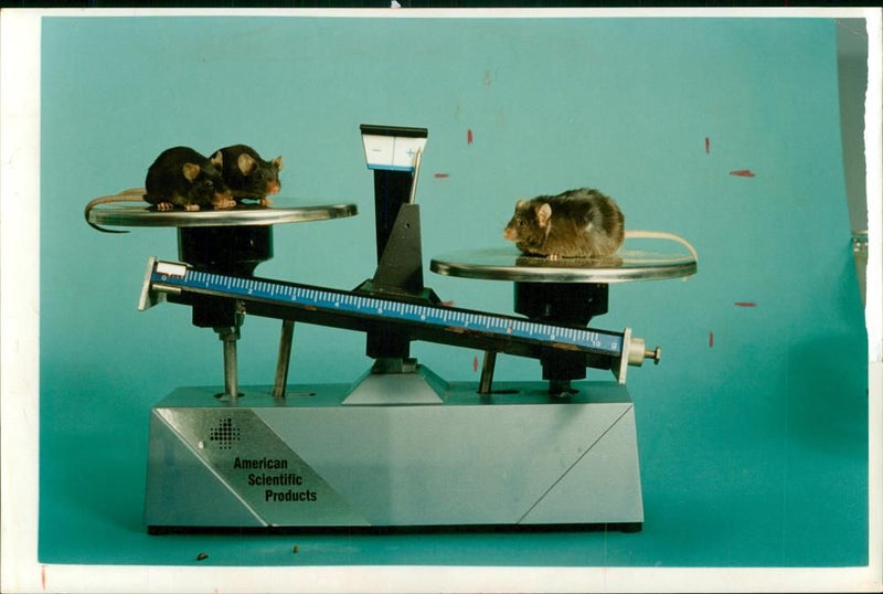 Animal:Mouse the heavy speciman. - Vintage Photograph