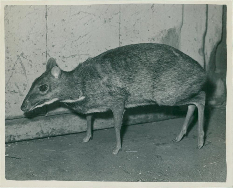 Animal: Tiny Mouse Deer - Vintage Photograph