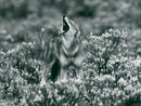 Animal: A Simien Jackal. - Vintage Photograph