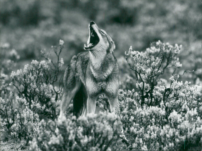 Animal: A Simien Jackal. - Vintage Photograph