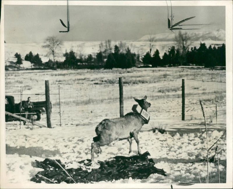 Animal:Elk tracked by space satellite. - Vintage Photograph