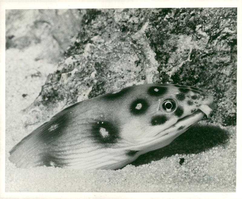 Eel of an eel. - Vintage Photograph