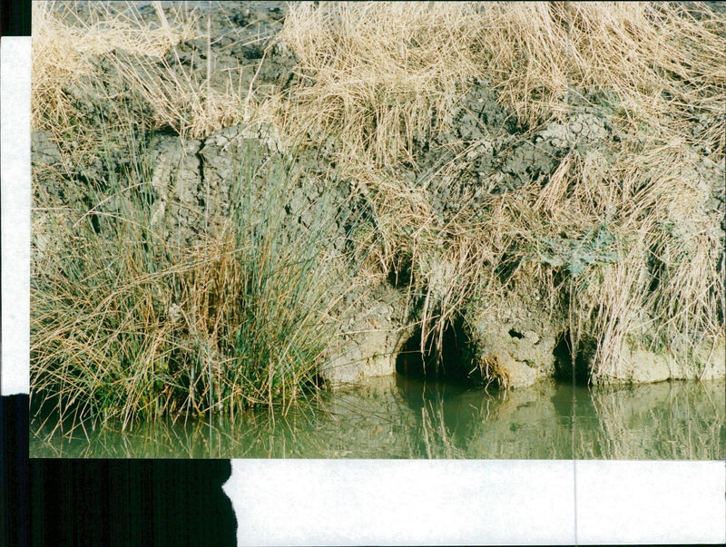 Animal:Vole Rodent Canal voles feature. - Vintage Photograph